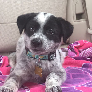 Meet your Posher, Ava